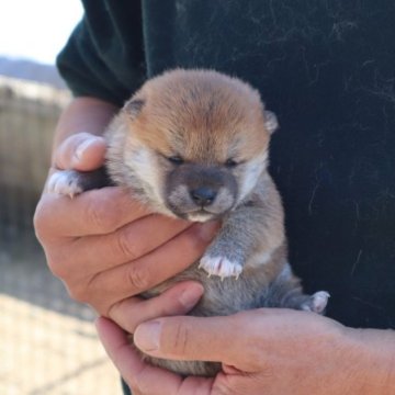 柴犬(豆柴)【滋賀県・女の子・2023年1月13日・きれいな赤】の写真「きれいな赤の元気な豆柴の女の子です。」