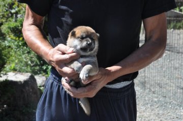 柴犬(標準サイズ)【滋賀県・女の子・2020年9月18日・赤】の写真「可愛い小ぶりな女の子です」