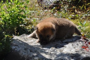 柴犬(標準サイズ)【滋賀県・女の子・2020年9月26日・きれいな赤】の写真「きれいな赤の元気な女の子です。」