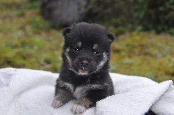 柴犬(豆柴)【滋賀県・男の子・2021年3月5日・黒】の写真「とっても元気な　極小サイズの黒豆柴です。」