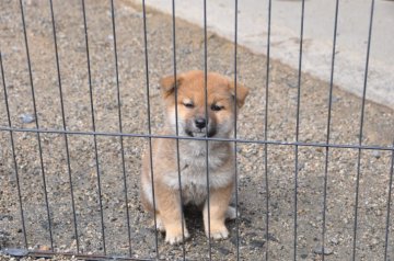 柴犬(標準サイズ)【滋賀県・女の子・2021年12月3日・きれいな赤】の写真「きれいな赤の女の子です。」