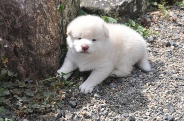 柴犬(豆柴)【滋賀県・男の子・2020年8月29日・白 真っ白ではありません】の写真「薄いクリーム色っぽい　白の元気な男の子です」