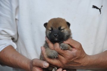 柴犬(標準サイズ)【滋賀県・男の子・2020年4月8日・濃い赤】の写真「元気な濃い赤の男の子です」