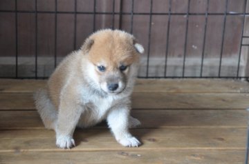 柴犬(標準サイズ)【滋賀県・男の子・2019年7月21日・きれいな赤】の写真「きれいなイケメンです」