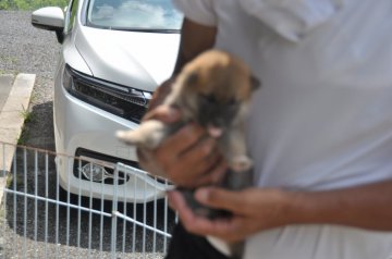 柴犬(標準サイズ)【滋賀県・女の子・2019年7月20日・きれいな赤】の写真「元気なおてんばさんです。」