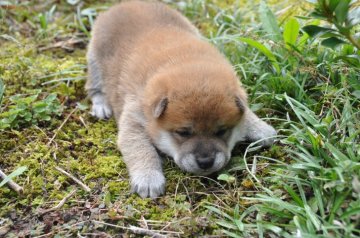 柴犬(標準サイズ)【滋賀県・男の子・2020年9月12日・きれいな赤】の写真「元気な赤の男の子です」