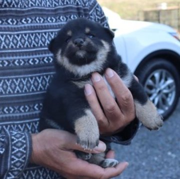 柴犬(標準サイズ)【滋賀県・女の子・2023年11月4日・黒】の写真「ポチャポチャの元気な黒柴の女の子です」