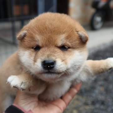 柴犬(豆柴)【滋賀県・男の子・2024年4月10日・赤】の写真「元気な赤豆柴の男の子です。」