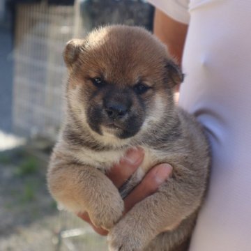 柴犬(標準サイズ)【滋賀県・女の子・2024年9月23日・赤】の写真「元気な赤の女の子です」