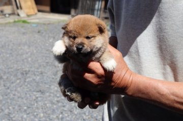 柴犬(豆柴)【滋賀県・男の子・2022年3月25日・赤】の写真「元気な赤豆柴の男の子です。」