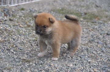 柴犬(豆柴)【滋賀県・女の子・2019年9月14日・きれいな赤】の写真「極小の豆柴の女の子です」