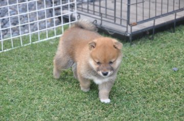 柴犬(豆柴)【滋賀県・女の子・2021年8月20日・きれいな赤】の写真「きれいな赤の元気な豆柴の女の子です。」