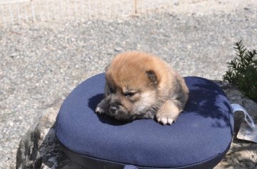 柴犬(標準サイズ)【滋賀県・男の子・2021年2月27日・きれいな赤】の写真「きれいな赤の元気な男の子です。」