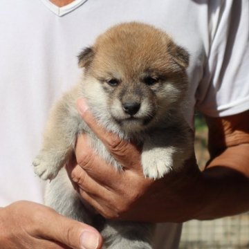 柴犬(豆柴)【滋賀県・女の子・2024年8月27日・赤】の写真「元気な赤豆柴の女の子です。」