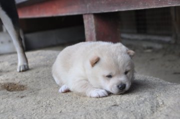 柴犬(豆柴)【滋賀県・男の子・2021年12月22日・白 真っ白ではありません  淡赤】の写真「白っぽい淡赤の男の子です。」