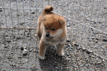 柴犬(標準サイズ)【滋賀県・男の子・2020年1月26日・きれいな赤】の写真「おっとりした男の子です」