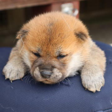 柴犬(標準サイズ)【滋賀県・男の子・2022年4月9日・赤】の写真「きれいな赤の元気な男の子です。」