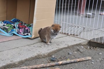 柴犬(標準サイズ)【滋賀県・女の子・2020年1月17日・濃い赤】の写真「可愛いきれいな女の子です」