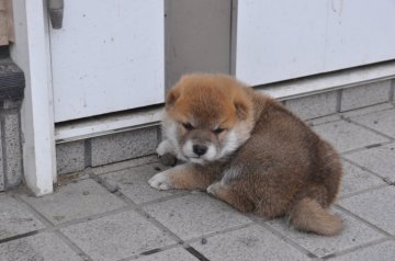 柴犬(標準サイズ)【滋賀県・男の子・2020年9月4日・赤】の写真「ぽっちゃりな　男の子です」