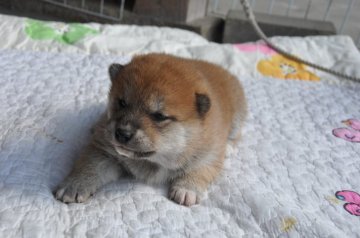 柴犬(標準サイズ)【滋賀県・女の子・2020年1月10日・赤】の写真「可愛いきれいな女の子です」