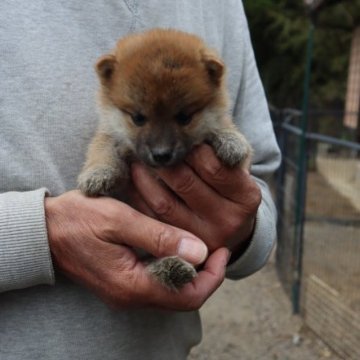 柴犬(豆柴)【滋賀県・女の子・2023年3月15日・きれいな赤】の写真「とっても小さい極小サイズの赤豆柴です」