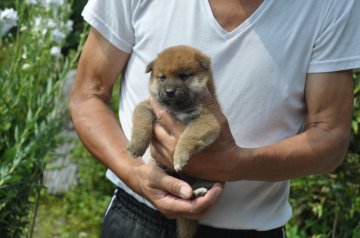 柴犬(標準サイズ)【滋賀県・男の子・2019年6月23日・きれいな濃い赤】の写真「おっとりとした男の子です」