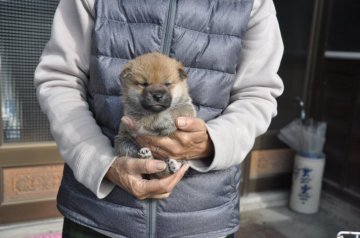 柴犬(豆柴)【滋賀県・女の子・2019年11月3日・濃い赤】の写真「可愛いきれいな女の子です」