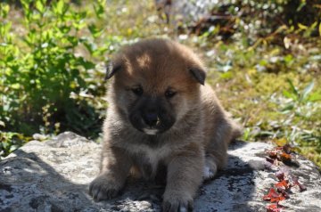 柴犬(標準サイズ)【滋賀県・男の子・2020年9月26日・きれいな赤】の写真「きれいな赤の元気な男の子です。」