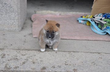 柴犬(標準サイズ)【滋賀県・女の子・2020年1月17日・濃い赤】の写真「キュートなきれいな濃い赤の女の子です」