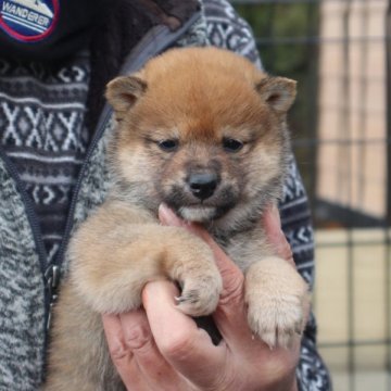 柴犬(豆柴)【滋賀県・男の子・2024年1月27日・赤】の写真「赤の元気な豆柴の男の子です。」