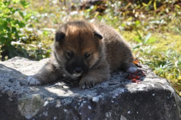 柴犬(標準サイズ)【滋賀県・男の子・2020年9月26日・濃い赤】の写真「元気な濃い赤の男の子です」