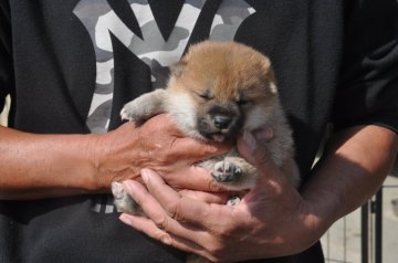 柴犬(標準サイズ)【滋賀県・女の子・2021年10月8日・きれいな赤】の写真「きれいな赤の元気な女の子です。」