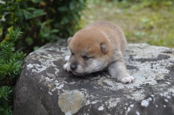 柴犬(標準サイズ)【滋賀県・女の子・2019年9月15日・きれいな赤】の写真「可愛いきれいな女の子です」