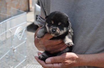 柴犬(標準サイズ)【滋賀県・男の子・2020年4月4日・黒】の写真「配色のきれいな黒柴の男の子です」