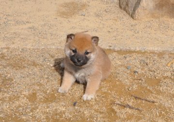 柴犬(標準サイズ)【滋賀県・女の子・2021年12月17日・きれいな赤】の写真「きれいな赤の元気な女の子です。」