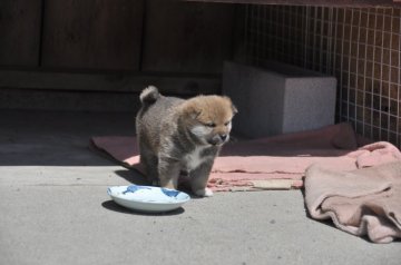 柴犬(豆柴)【滋賀県・男の子・2019年3月1日・色素の濃い赤】の写真「可愛い豆柴サイズの濃い赤の男の子です」