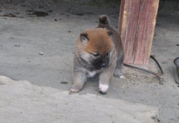 柴犬(標準サイズ)【滋賀県・女の子・2021年12月10日・濃い赤】の写真「元気な濃い赤の女の子です」