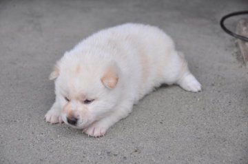 柴犬(標準サイズ)【滋賀県・女の子・2020年1月26日・白】の写真「希少な白毛の女の子です」