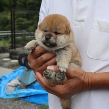 柴犬(豆柴)【滋賀県・男の子・2023年9月1日・赤】の写真「元気な赤豆柴の男の子です。」