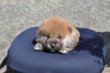 柴犬(標準サイズ)【滋賀県・男の子・2021年2月27日・きれいな赤】の写真「きれいな赤の元気な男の子です。」