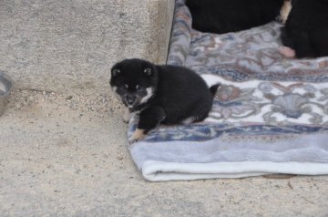 柴犬(豆柴)【滋賀県・男の子・2021年11月26日・黒】の写真「元気な黒豆柴の男の子です」