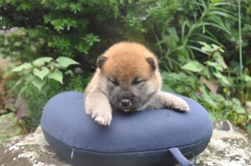 柴犬(標準サイズ)【滋賀県・男の子・2021年7月17日・濃い赤】の写真「元気な濃い赤の男の子です」