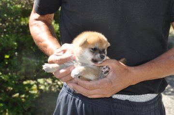 柴犬(標準サイズ)【滋賀県・女の子・2020年9月18日・赤】の写真「可愛い小ぶりな女の子です」