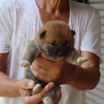 柴犬(標準サイズ)【滋賀県・女の子・2023年7月15日・濃い赤】の写真「元気な濃い赤の女の子です」