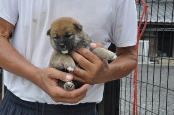 柴犬(標準サイズ)【滋賀県・男の子・2020年8月7日・濃い赤】の写真「元気な濃い赤の男の子です」