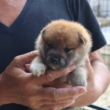 柴犬(標準サイズ)【滋賀県・女の子・2023年7月1日・きれいな赤】の写真「きれいな赤の元気な女の子です。」