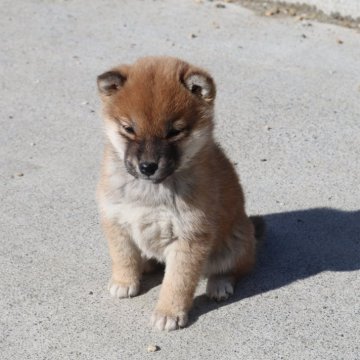 柴犬(標準サイズ)【滋賀県・女の子・2023年11月18日・赤】の写真「きれいな赤の元気な女の子です。」