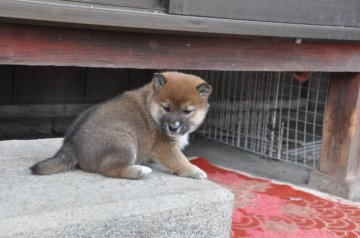 柴犬(標準サイズ)【滋賀県・男の子・2020年11月7日・濃い赤】の写真「元気な濃い赤の男の子です」