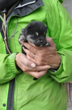 柴犬(豆柴)【滋賀県・男の子・2020年1月3日・黒】の写真「元気な黒豆柴です」