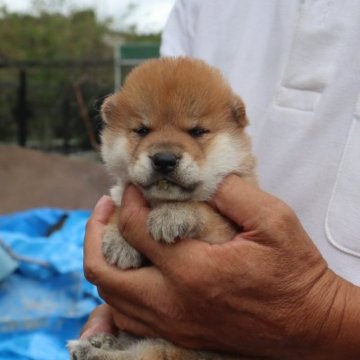 柴犬(豆柴)【滋賀県・女の子・2023年9月1日・赤】の写真「元気な赤豆柴の女の子です。」